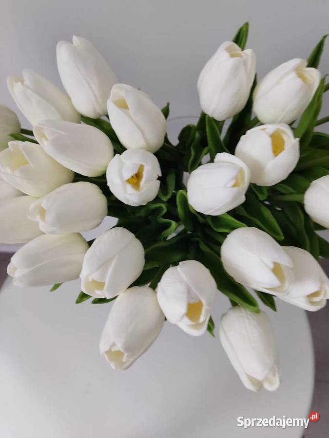 Tulipany białe czarnej biały Dekoracje i ozdoby Dębica sprzedam