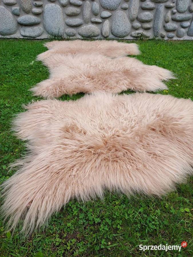 Owcza Skóra Naturalna Kremowa Długi Kręocny Włos Szaflary