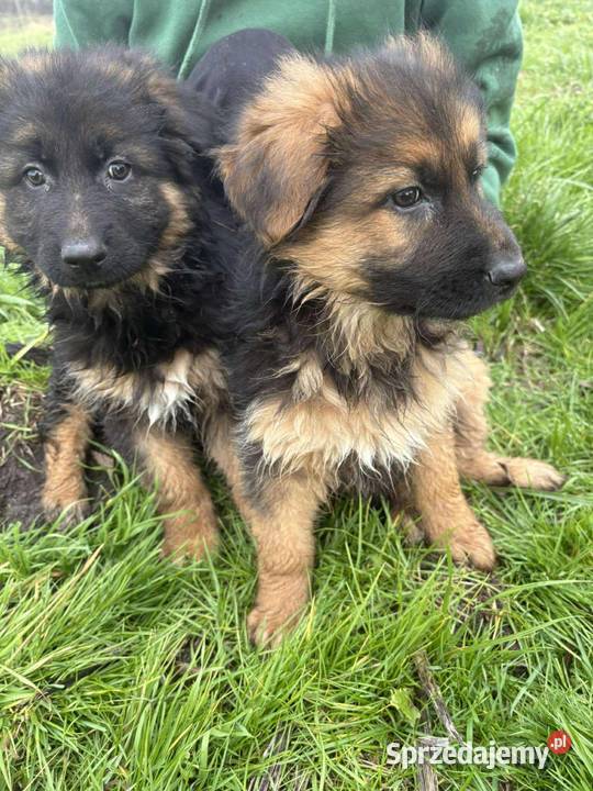 Szczeniaki owczarka niemieckiego Białobrzegi