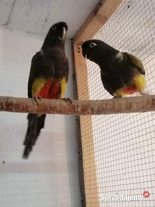 Patagonki 2020 para Sulbiny