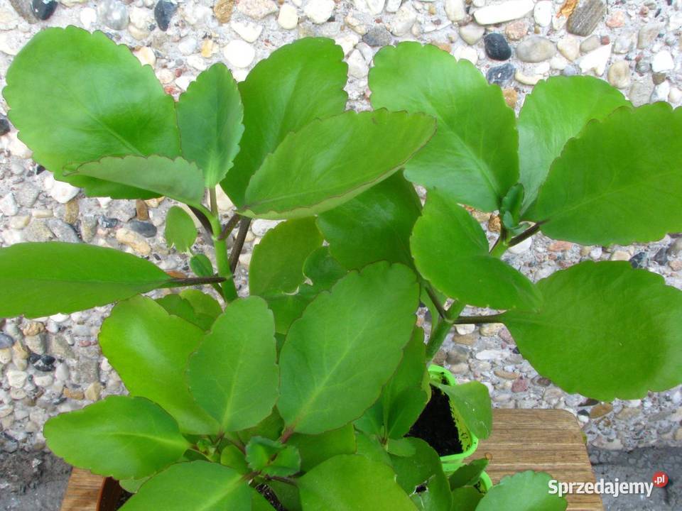 Żyworódka Pierzasta Kalanchoe Pinnata lecznicza Milanówek