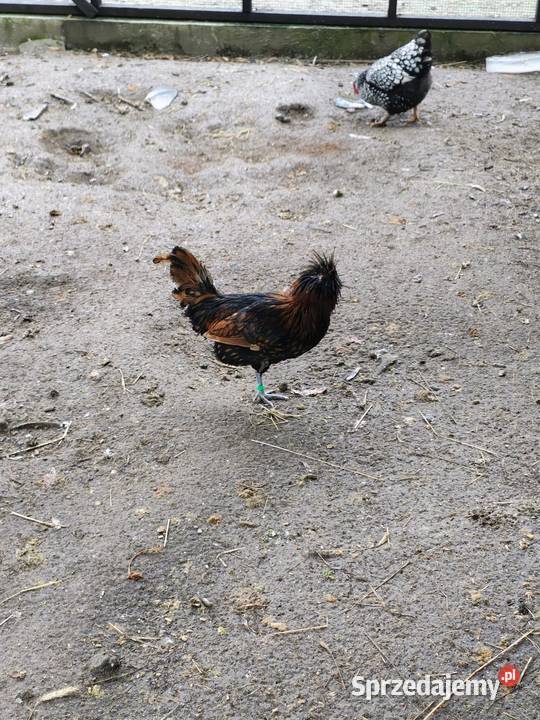 Czubatka wielbłądzia Zduńska Wola