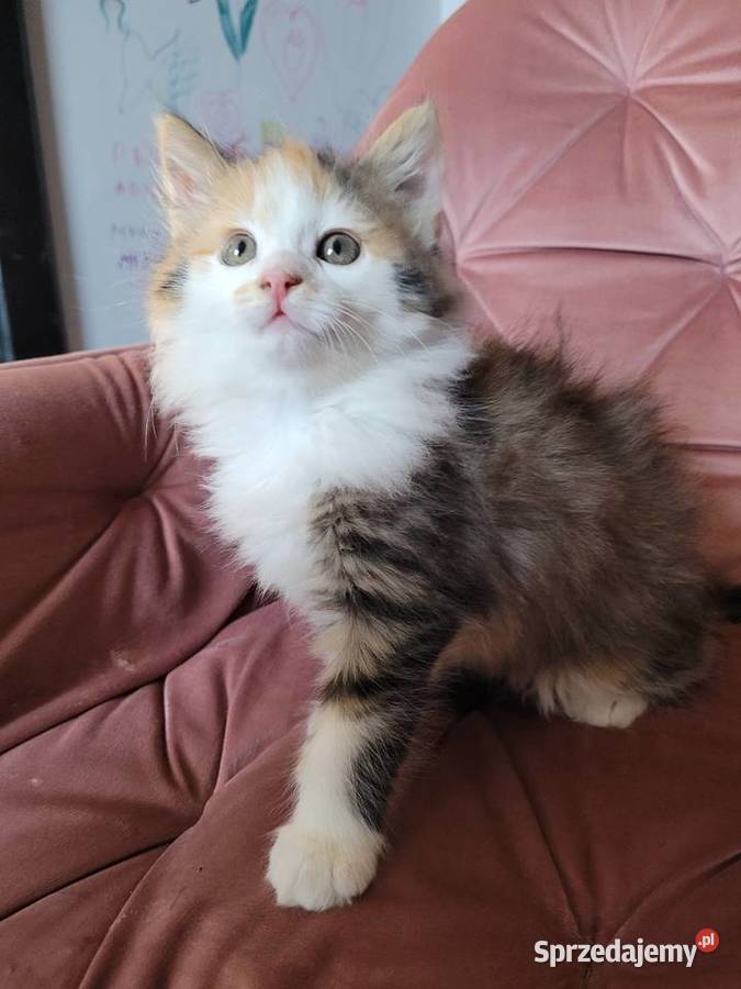 Kotki Maine Coon świętokrzyskie Polesie Mikułowskie