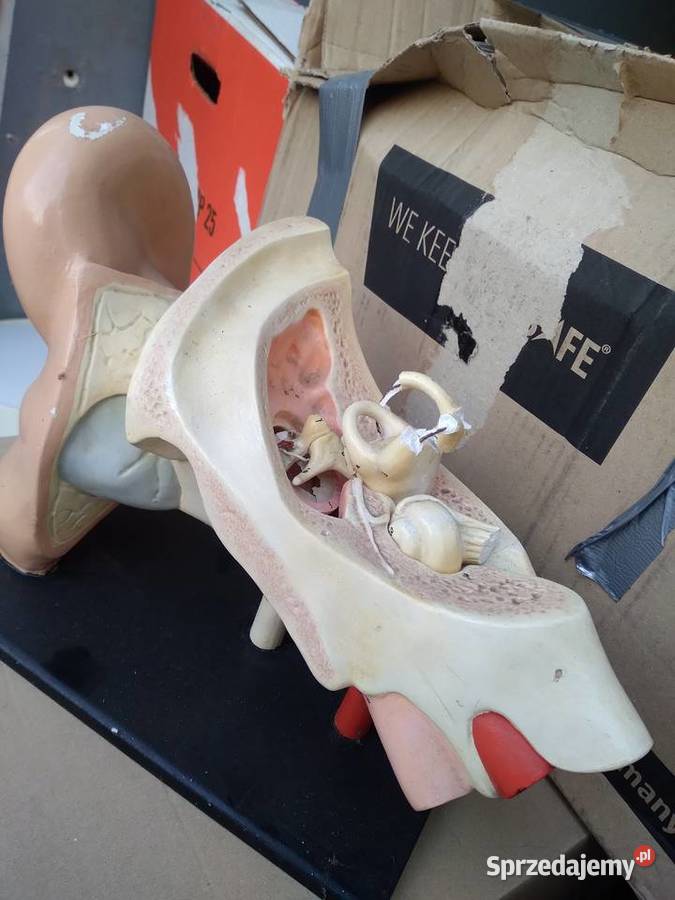 Model ucha ludzkiego anatomiczny Pozostałe Przedbórz sprzedam