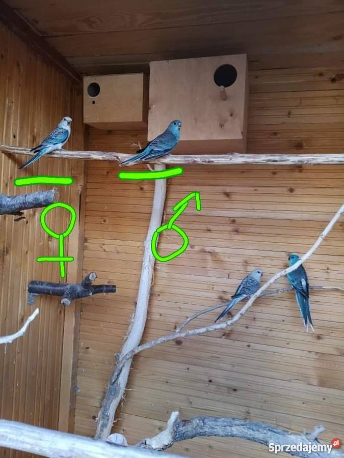 Świergotki turkusowe niebieskie młode samiec Nysa