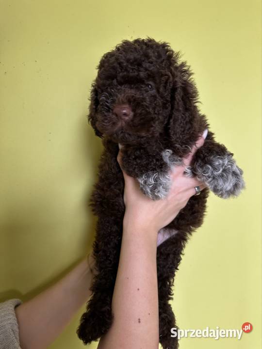Lagotto Romagnolo ZKwP FCI Żyrardów sprzedam