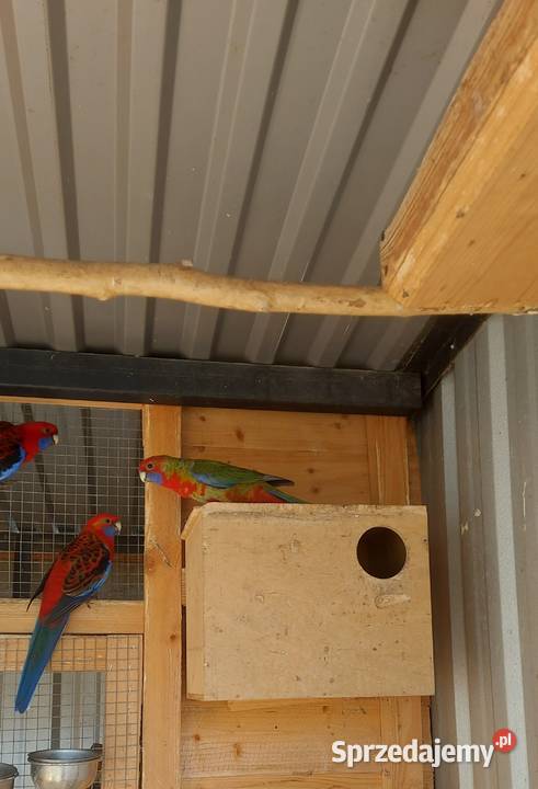 sprzedam rozelle królewskie Międzybórz sprzedam