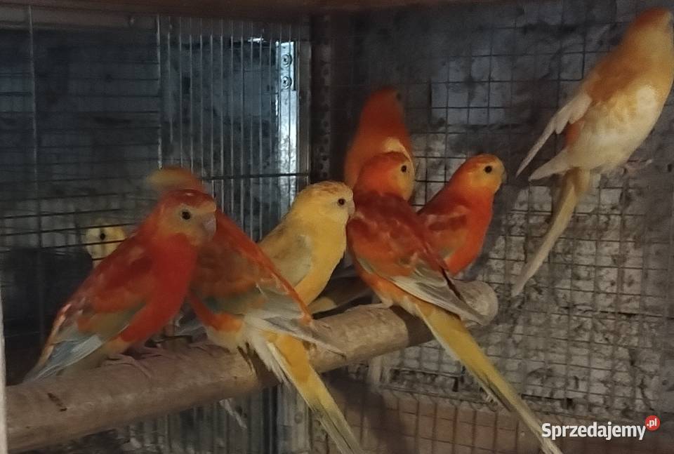 Papugi swiergoty Ptaki Wodzisław Śląski