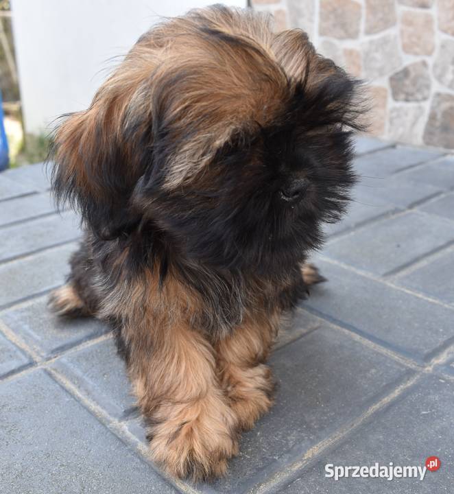 sprzedam szczeniaki shih tzu do negocjacji Shih Tzu Osiny