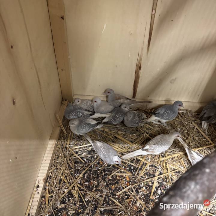 Gołąbki Diamentowe Zwierzęta Pawłowice