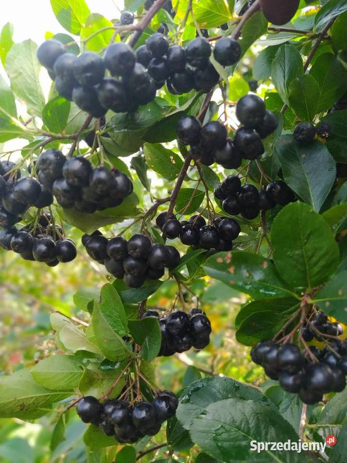 Aronia Owoce Aronii Ekologiczne Aronie Wysyłka