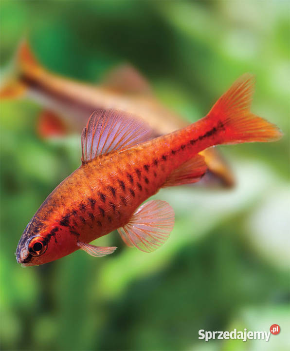 Brzanka wysmukła Brzanka Titteya Puntius titteya Gdańsk