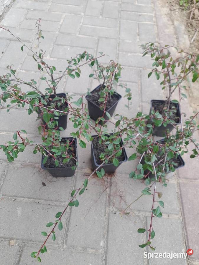 Irga płożąca na skarpy Rzeszów sprzedam