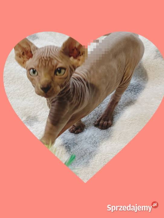 Sfinks Kanadyjski najwyższa klasa w super