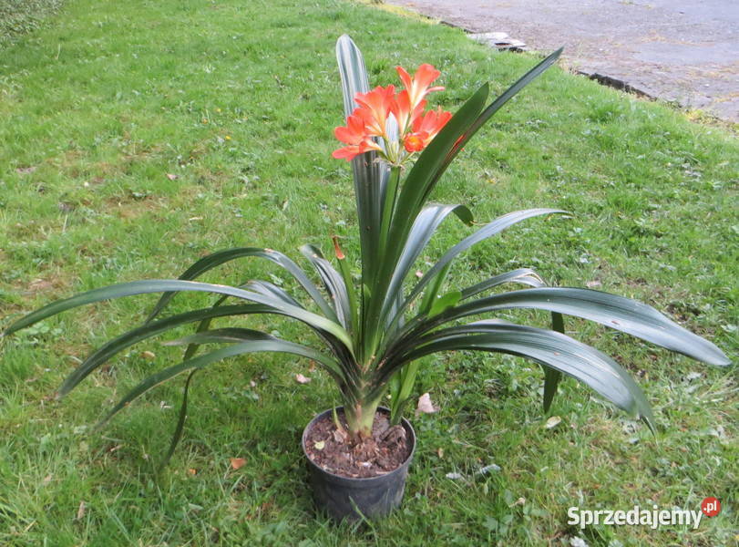 Kliwia Clivia miniata sadzonka Kraków kwitnie małopolskie