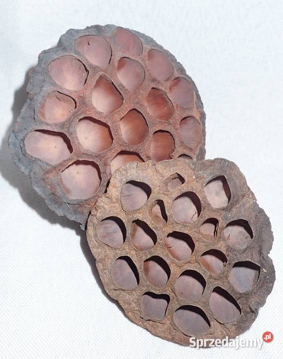 Kwiat Lotosu suszony naturalny Mały 8 Siewierz