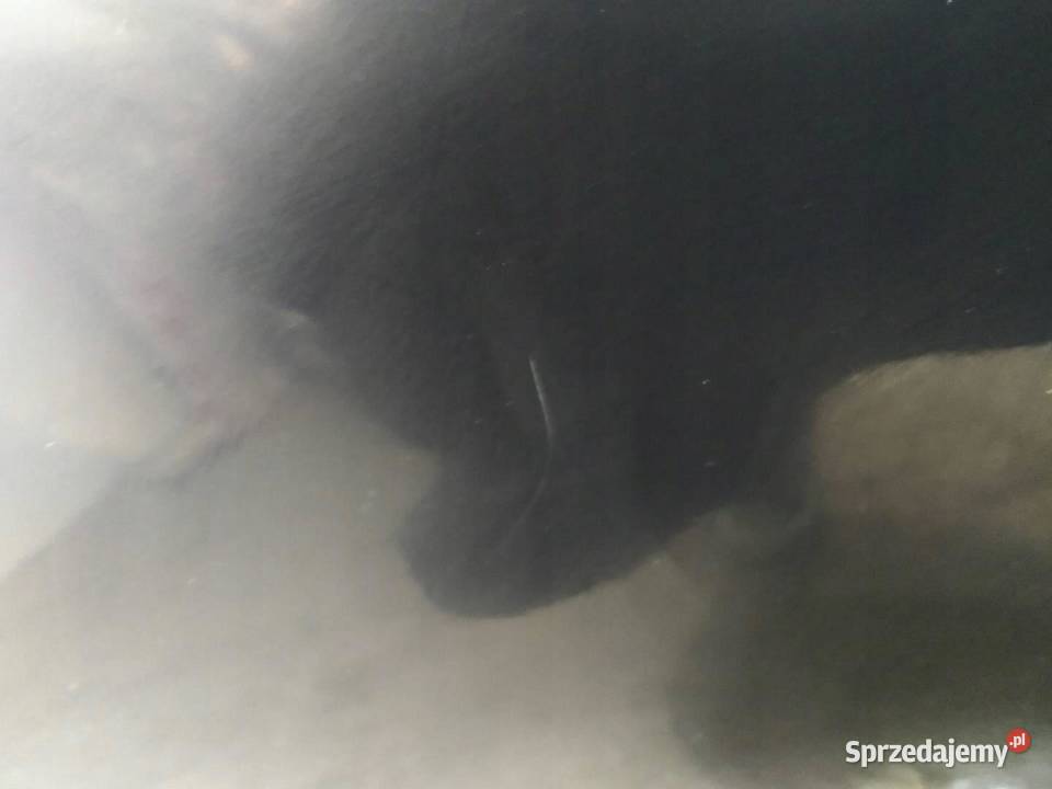 DRZWI PRAWE TYŁ 46746 Volvo S80 II 2006 Drzwi