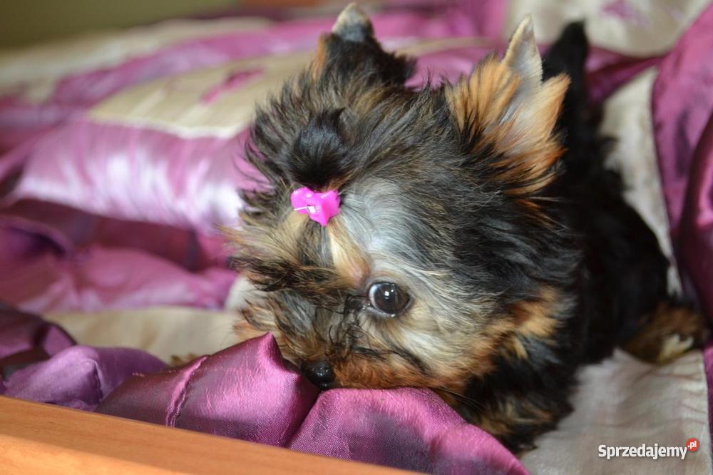 Yorki York Yorkshire Terrier Dowóz Metryka Psy lubuskie Nowa Sól