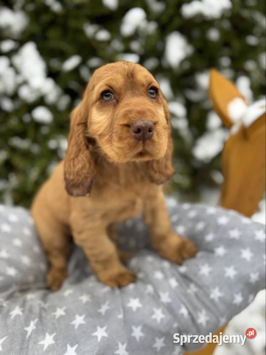 Jedyny taki Piękny piesek Cocker Spaniel Warszawa