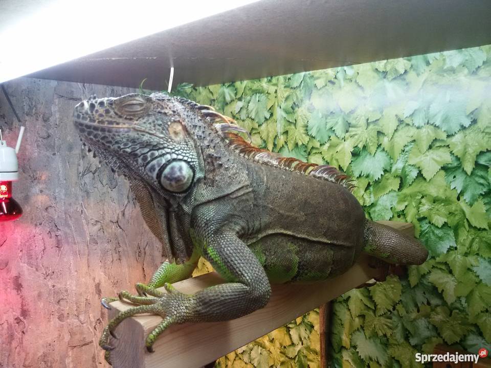 Sprzedam Legwana z Terrarium Warszawa