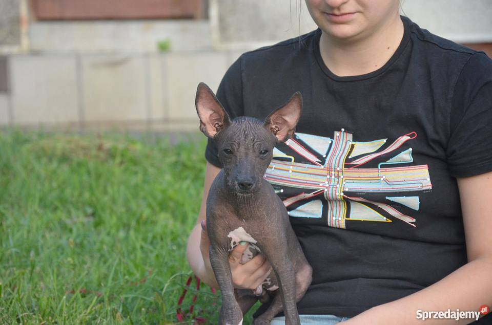 Nagi Pies Meksykanski xoloitzcuintle miniatura
