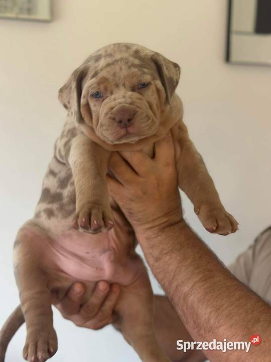 AMERICAN BULLY XL PREMIUM Warszawa sprzedam