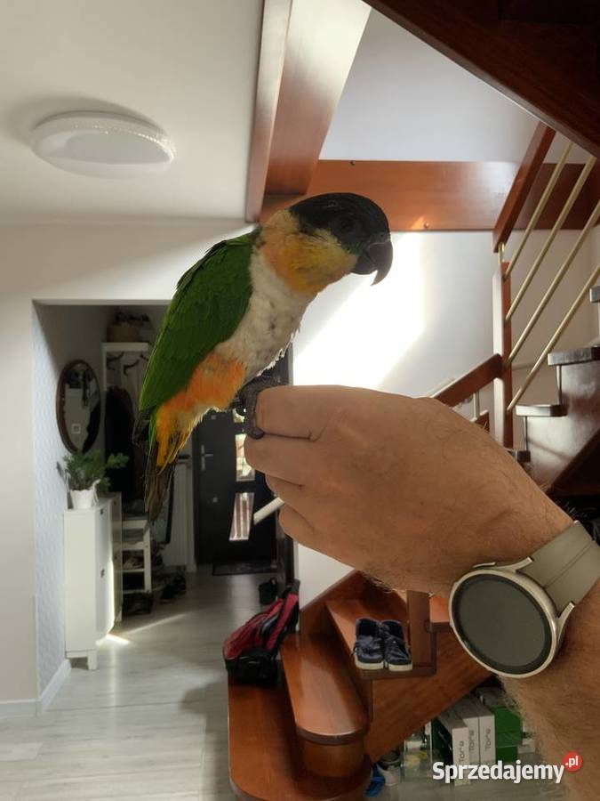 Barwinka czarnogłowa OSWOJONA samiec Mysłowice