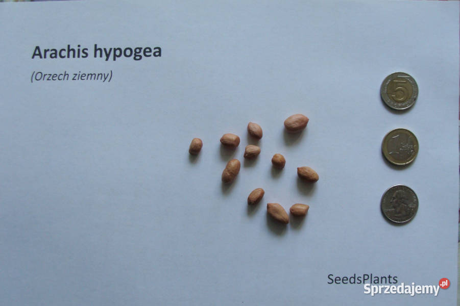 ORZECH ZIEMNY Arachis hypogea NASIONA 20 sztuk Lubanie sprzedam