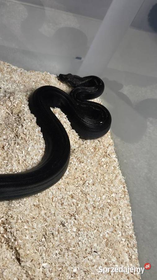 Boa cesarski img co motley het leopard Szczecin