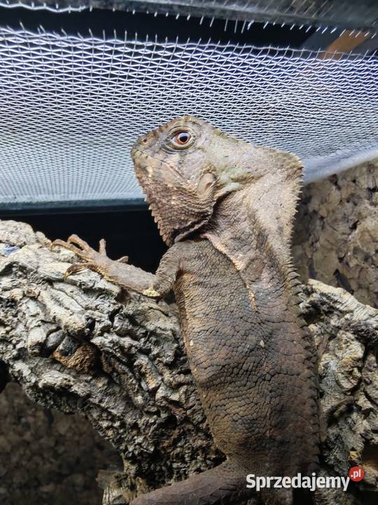 Legwan hełmiasty Gady i płazy Oława
