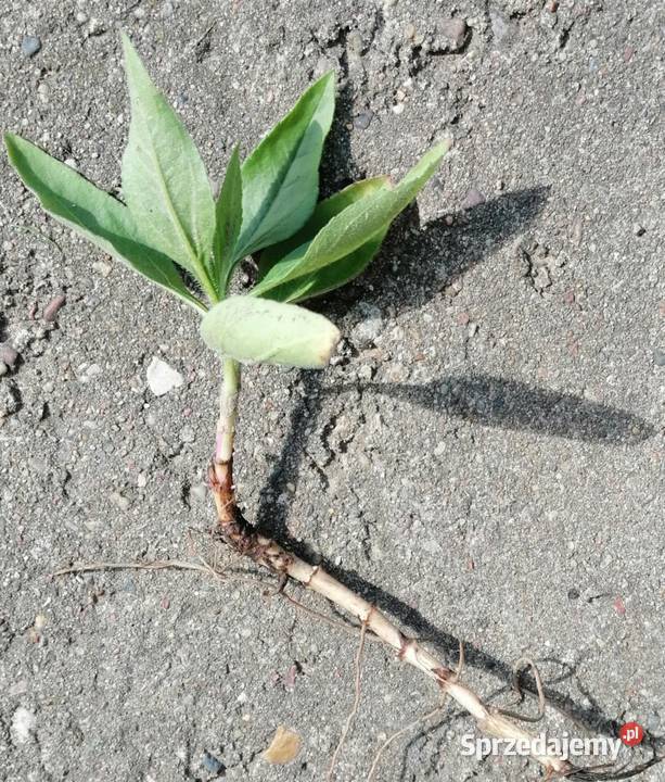 Topinambur słonecznik bulwiasty sadzonki 15 Gdynia