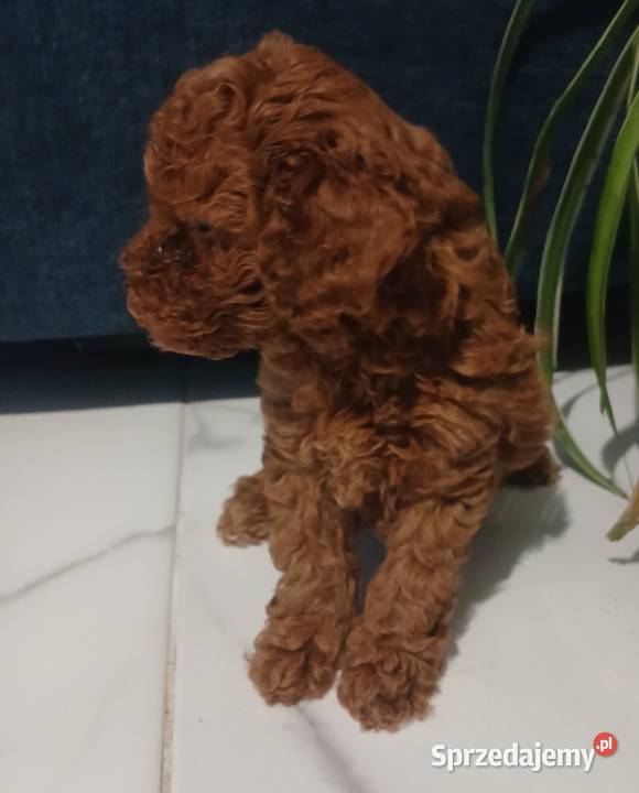 Pudel Miniatura Red samica podkarpackie Lutoryż