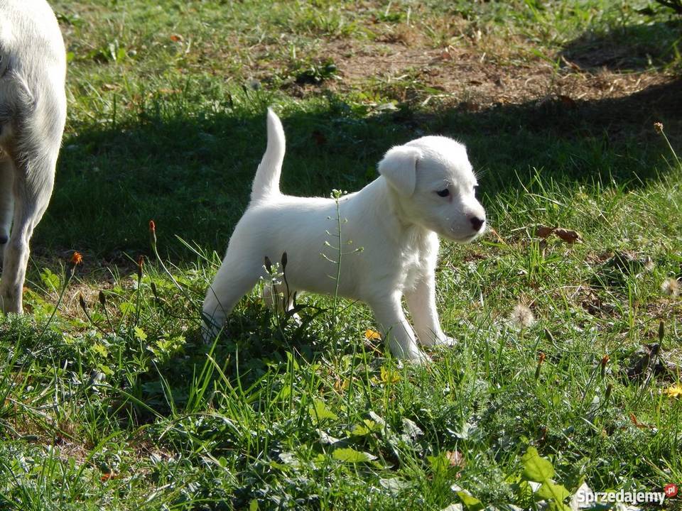 Szczenięta Jack Russell Terrier Miedze