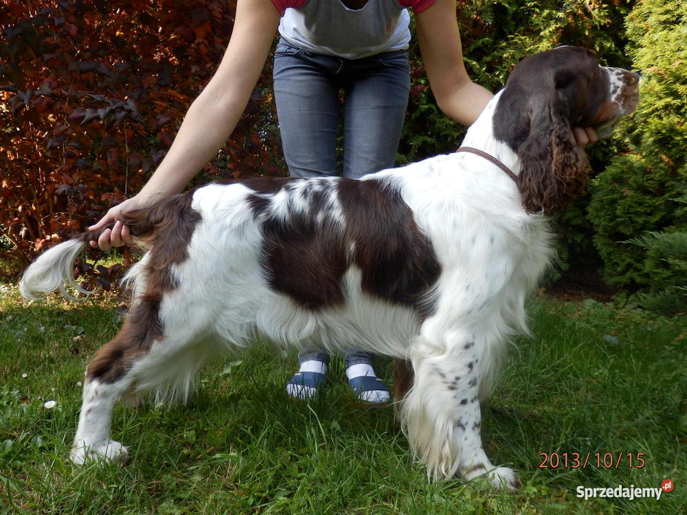 Springer Spaniel Angielski wielkopolskie Ostrów Wielkopolski
