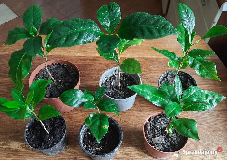 Sadzonki kawy arabika w doniczkach wysokość 2027 Owocowe Morąg sprzedam