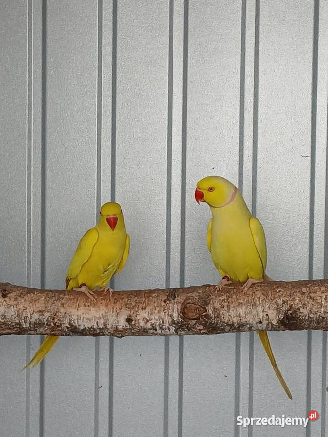 Aleksandretty pary chińska i obrozna Rawicz