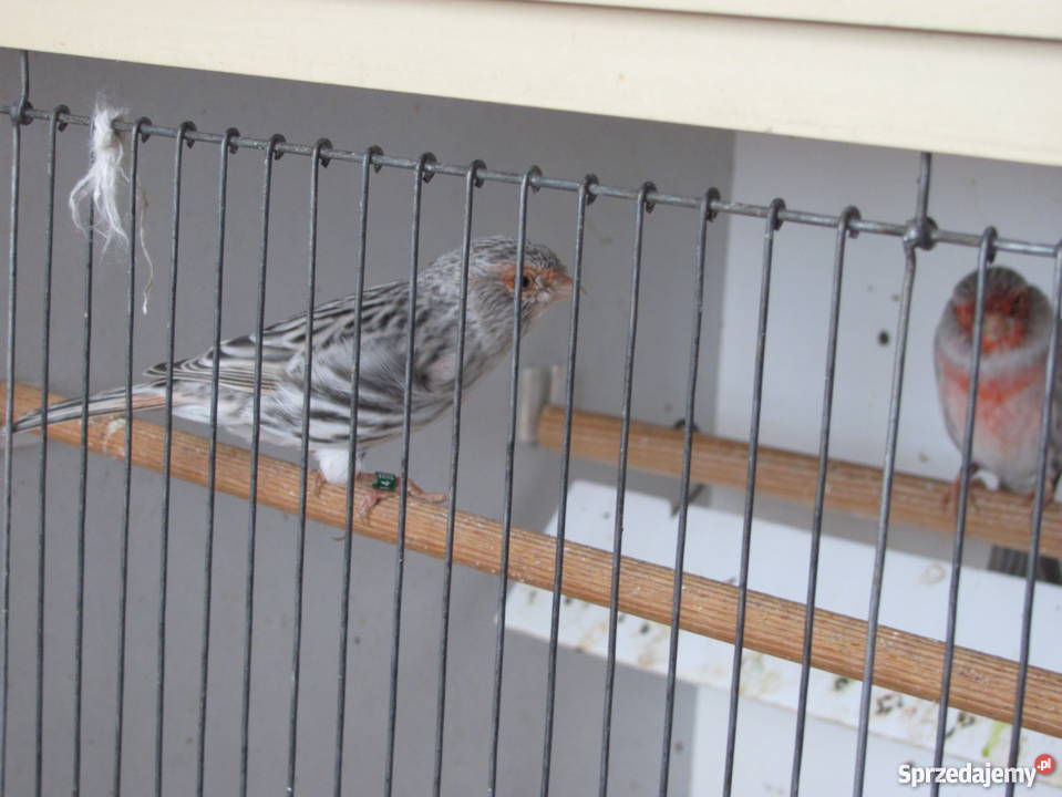 kanarki agatowe czerwona mozaika Dąbrowa Górnicza