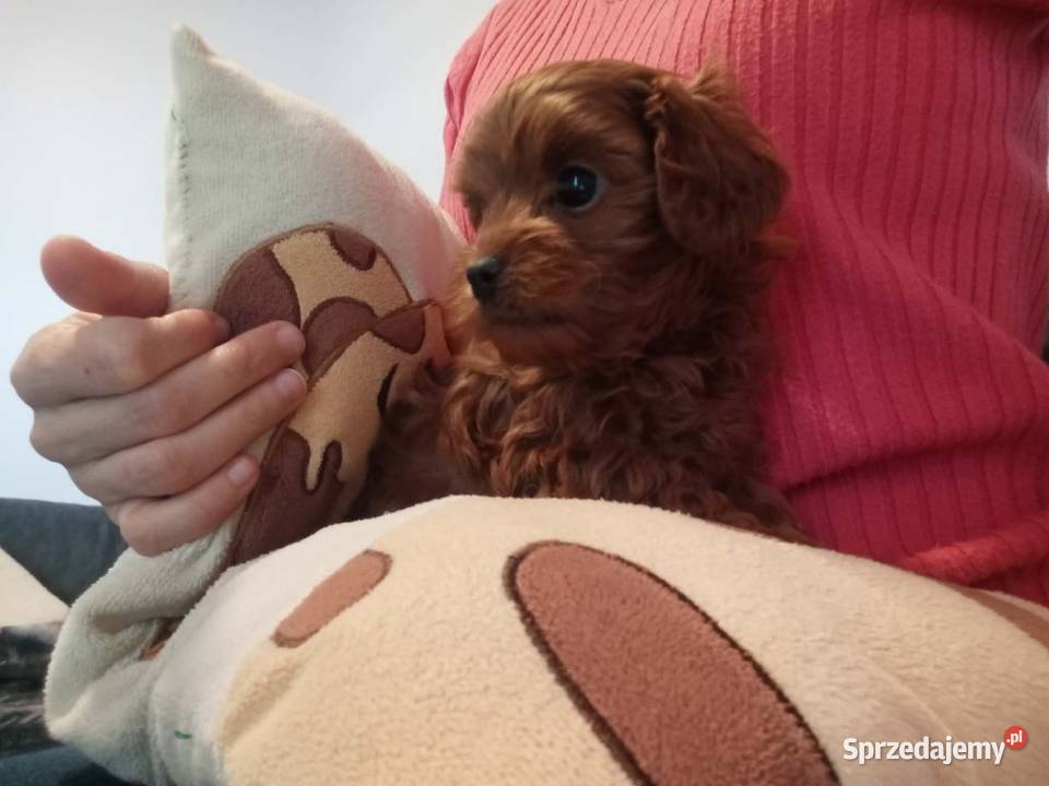 Cavapoo f1b Piesek Miechów