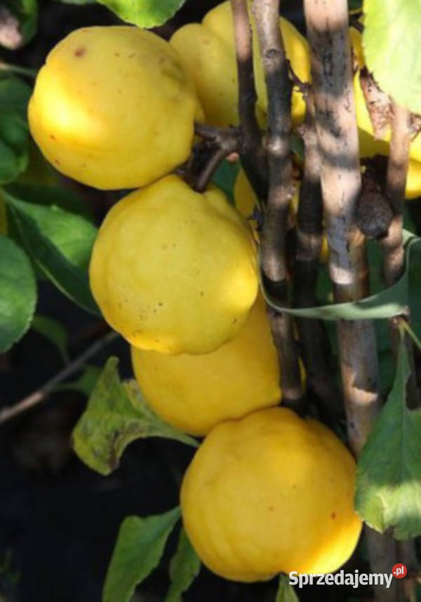 PIGWOWIEC JAPOŃSKI Chaenomeles japonica NASIONA Lubanie