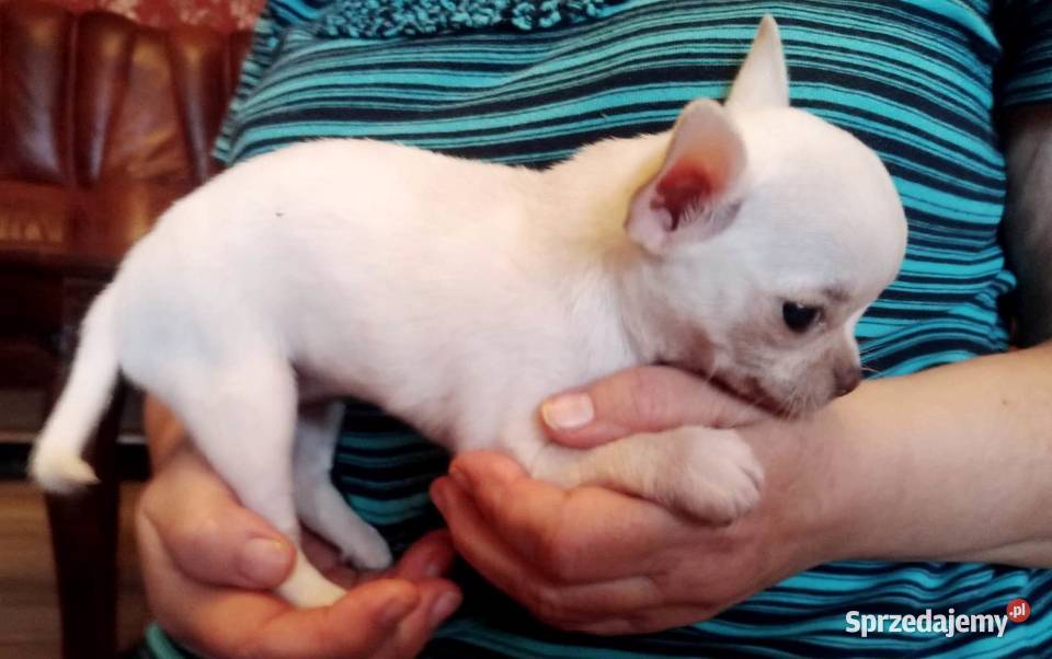 Chihuahua suczka biała i bezowa