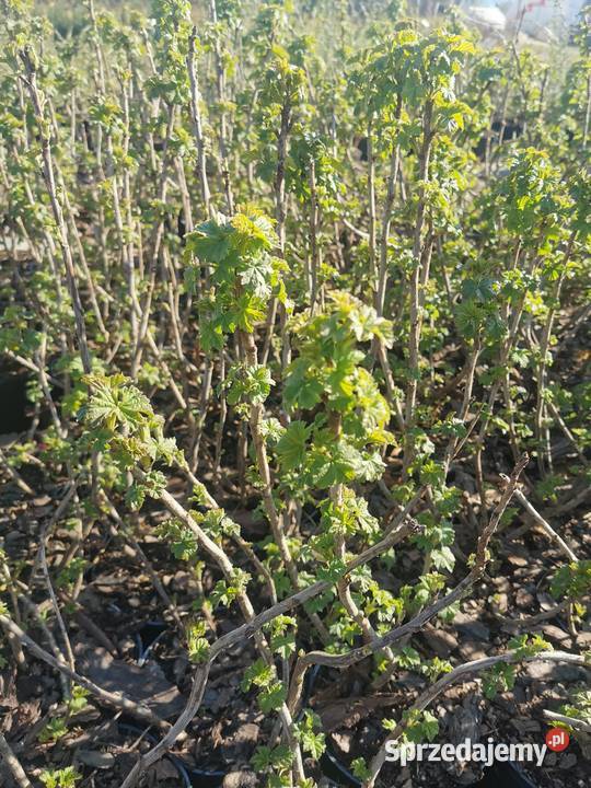 Porzeczka różne odmiany Dom i Ogród mazowieckie