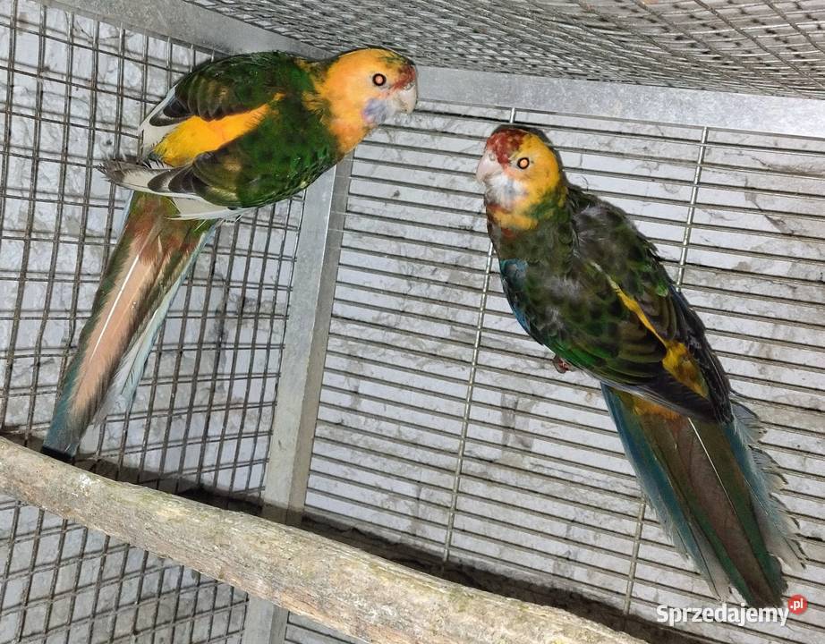 Papugi rozele królewskie,