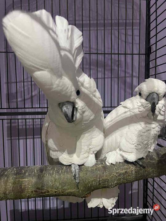 Sprzedam Kakadu Albę Ptaki Kutno