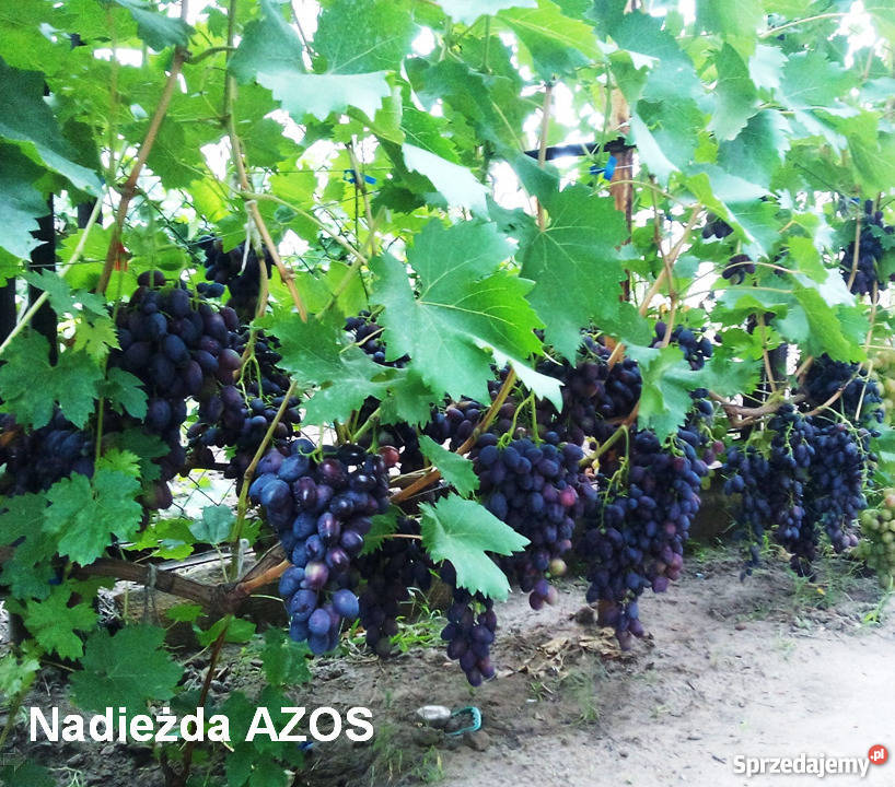 Sadzonki winorośli wysokiej jakości Ukraina małopolskie Kraków