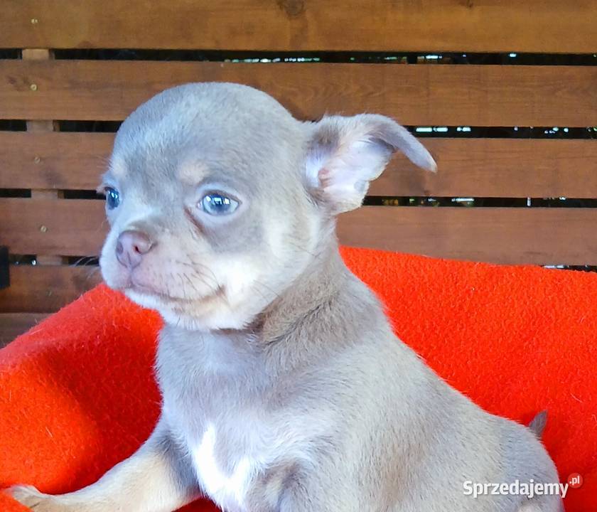 Suczka chihuahua liliowa