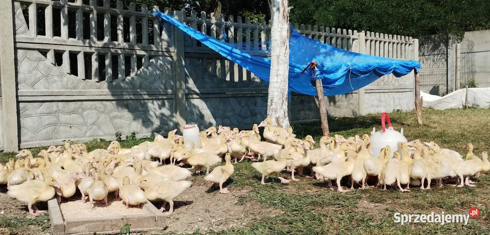 Kaczogęsi Mulard 3 tygodniowe