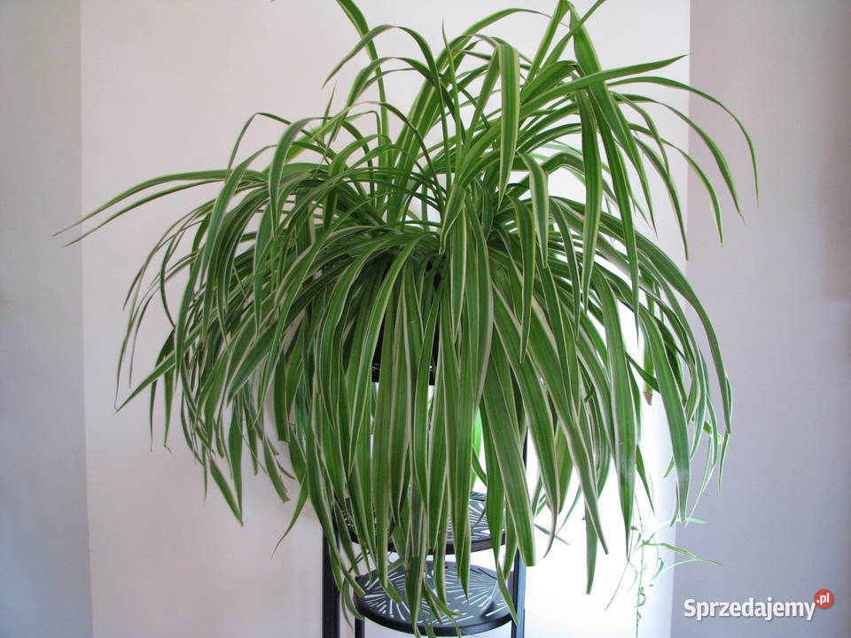 Zielistka Sternberga piękny zdrowy duży kwiat Brzegi