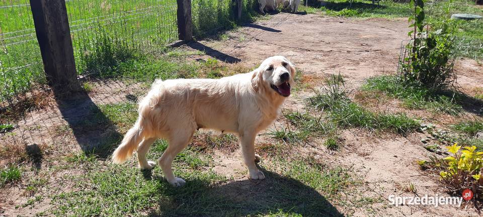 Piesek Golden Retriever Golden Retriever Krzywiń