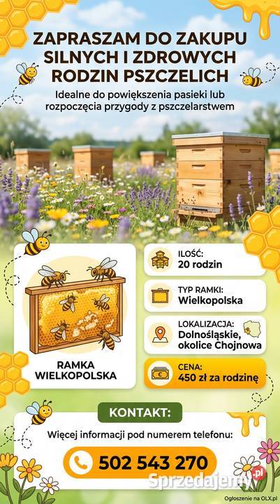 Pszczoły Chojnów