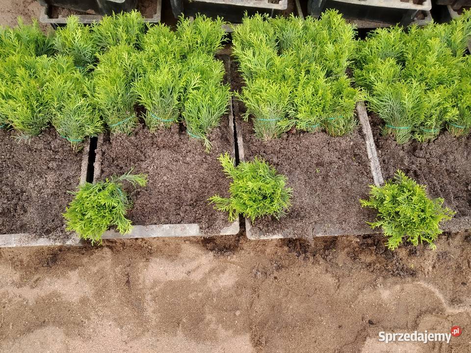 Tuja Smaragd około 15 sadzonka goły korzeń